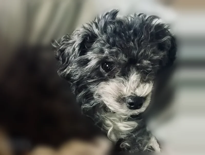 Lost dog, North Washington Street, 4010, Westmont - female morkie mix - photo
