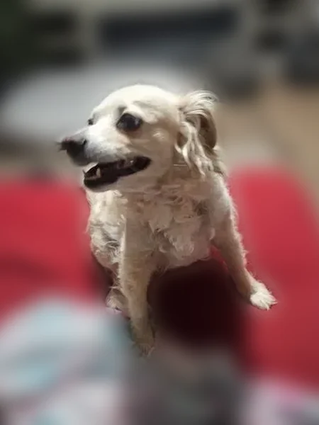 Lost dog, Blue Ribbon Drive, 1929, Las Vegas - female, very timid - photo