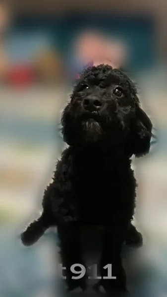 Lost dog, male, County Road 33, Leamington - black coat, black eyes, injured after accident - photo