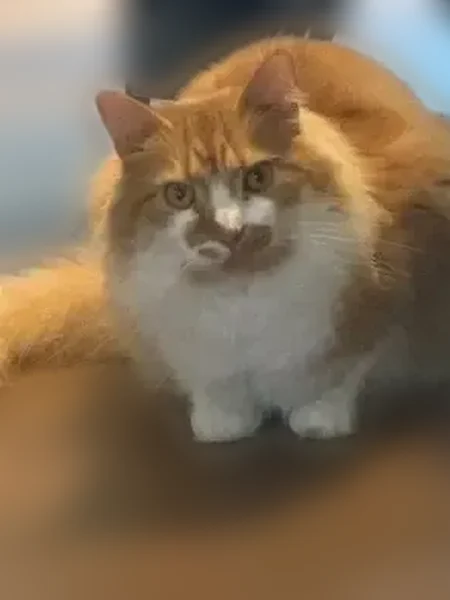 Lost cat, Lerner Court, 11, Carney, Baltimore - male - photo