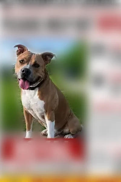 Lost dog, Billings, Montana, Billings - male, tan and white Pitbull, last seen at Norms Island - photo