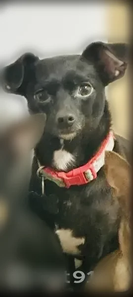 Lost dog, Brenford Crest Drive, 11802, Riverview - female chihuahua - photo