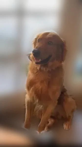 Lost dog, Delahye Circle, Vineyard, Sacramento — male, dark golden retriever - photo
