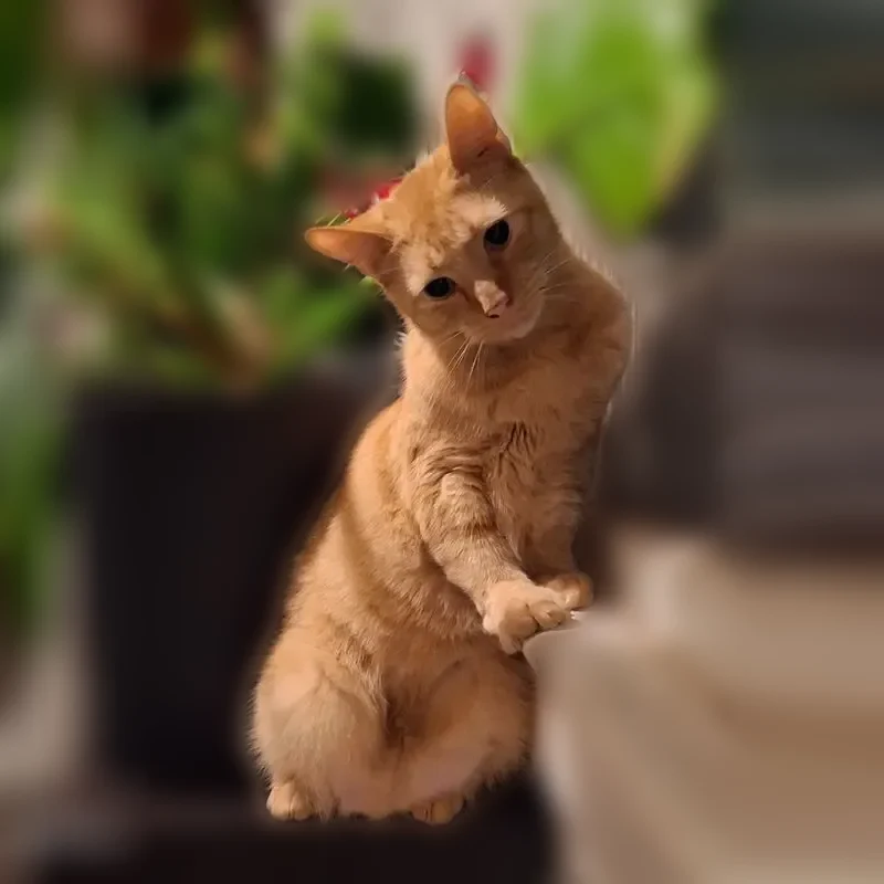 Lost cat, North Kentucky Avenue, 2424, Evansville - male orange tabby with a slight limp - photo