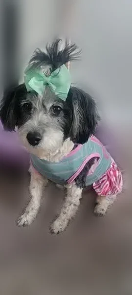 Lost dog, female, Warner Avenue, 22001, Warren - all white with black spots - photo