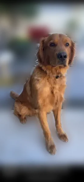 Lost dog, Delahye Circle, Sacramento - dark golden male, about 3 years old - photo