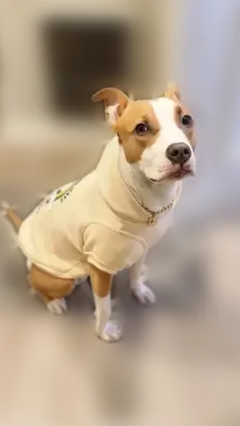 Lost dog, Queens, NY, USA, Farmingdale - female pit bull still attached to her leash - photo