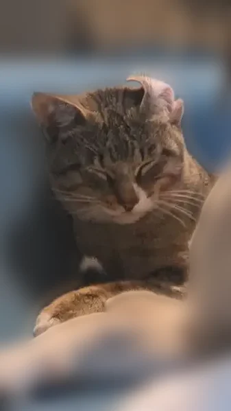 Lost cat, Hickorystick Cove, 12305, Austin - male - photo