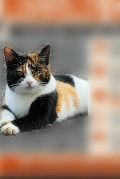 Lost cat, Silver Hill Road, Tidings, Summerville - female calico, spayed and chipped - photo