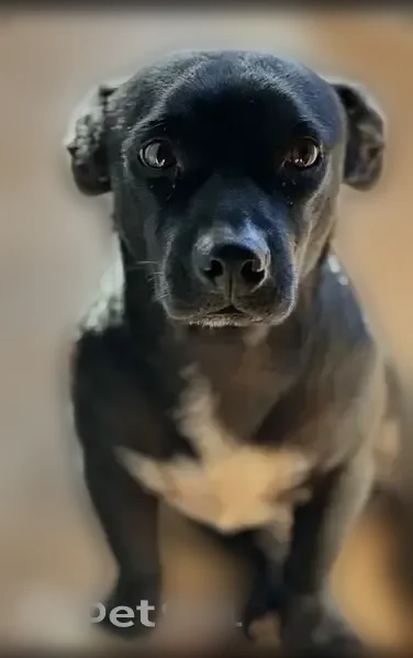 Lost dog, male, Lumikula Street, Pearl City - black Terrier Mix - photo