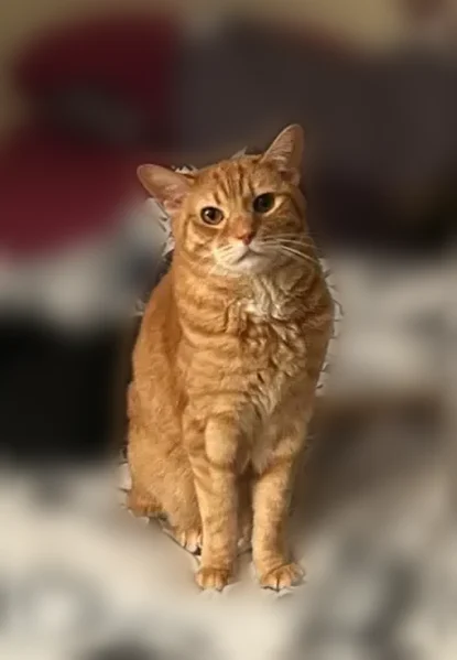Lost cat, female, Albert Court, Atco - orange tabby, microchipped - photo