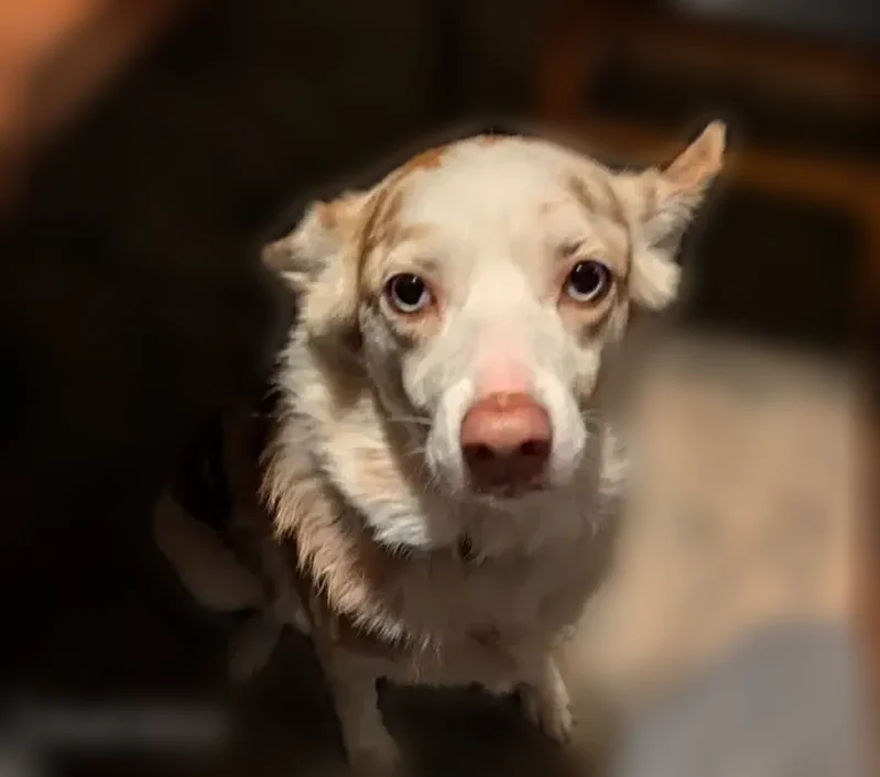 Lost dog, Wadhams Road, China Charter Township, St. Clair - female, red collar - photo