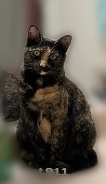 Lost cat, Michaelsville Road, Aberdeen Proving Ground - female indoor tabby tortoiseshell - photo