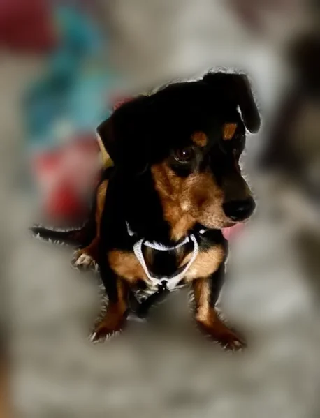 Lost dog, East Sheridan Street, Phoenix - male, mostly black coat with golden brown markings - photo