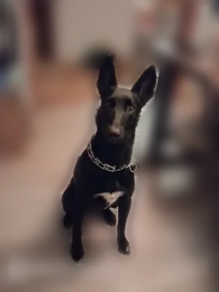 Lost dog, Mourning Cloak Drive, Clarksville — female, black Belgian Malinois - photo