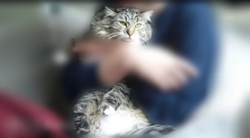 Lost cat, July Lane, Saratoga Springs - male, fluffy long-haired Maine coon mix - photo