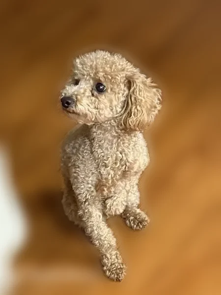 Lost dog, Baldwin Park, California, Baldwin Park — male, small brown poodle mix - photo