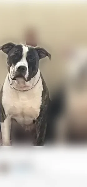 Lost dog, Mansfield Avenue, 83, Norton - male, 80 lb pitbull - photo