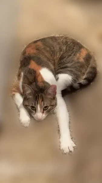 Lost cat, female, 9640 South, South Jordan - black, orange, and white - photo