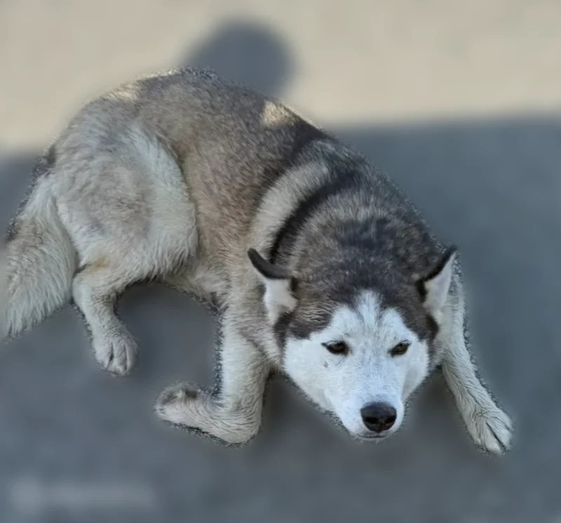 Found dog, Feeder of 59 North and 242, Woodbranch - female husky - photo