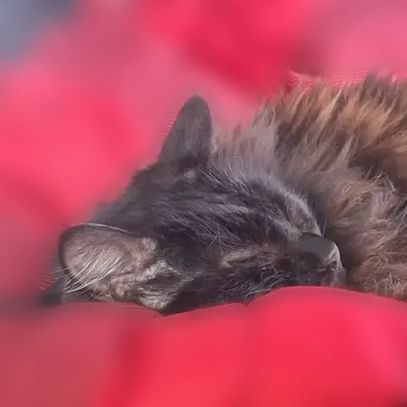 Lost cat, Joliet, Illinois, Joliet - female, 11 years old - photo