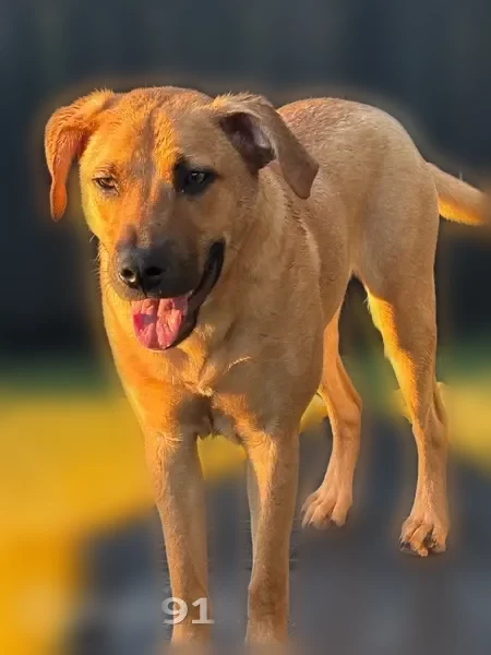 Lost dog, North Charleston, South Carolina - male, shy, tan coat - photo