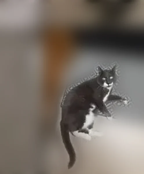 Lost cat, Smith Street, 4924, Fort Carson, Fort Carson - male, gray tuxedo pattern, blue collar - photo
