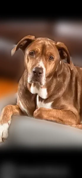 Lost dog, Bay State Road, 132, Rehoboth, North Seekonk - male, red collar - photo