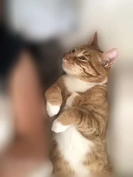Lost cat, Dallas, Texas - male, orange with white chest and belly - photo