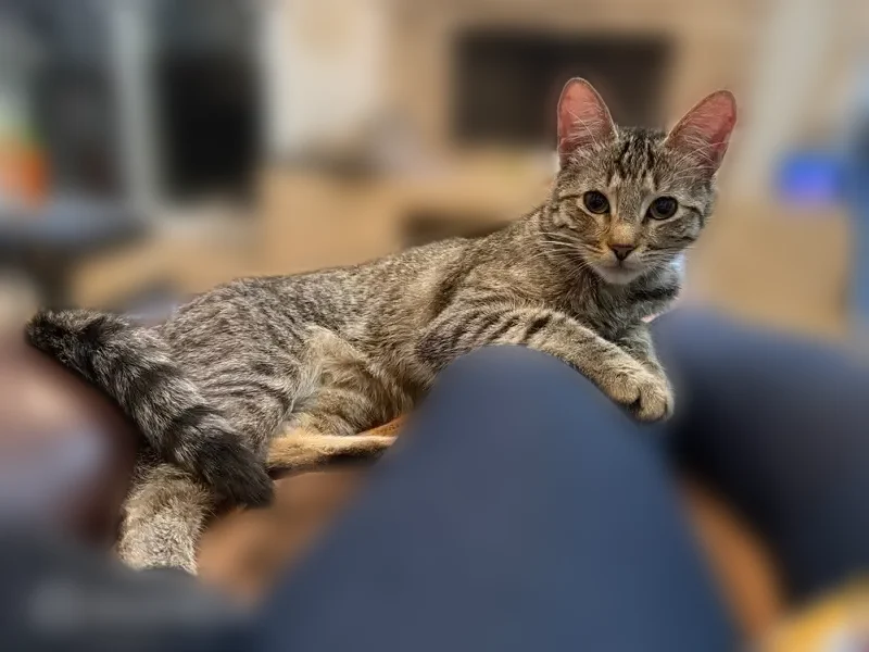 Lost cat, Clavel Court, 5039, Los Angeles - female, grey tabby - photo