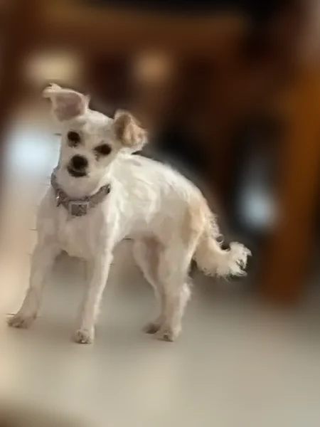 Lost dog, Passaic, New Jersey, Passaic - female - light purple - photo