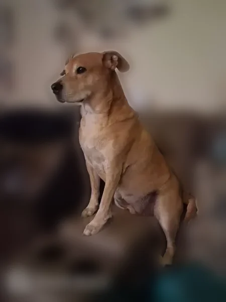 Lost dog, Del Verde Way, 5120, Orlando - male - photo