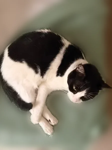 Lost cat, Terry Brook Drive, 3147, Orlando - male tuxedo, white with black spots - photo