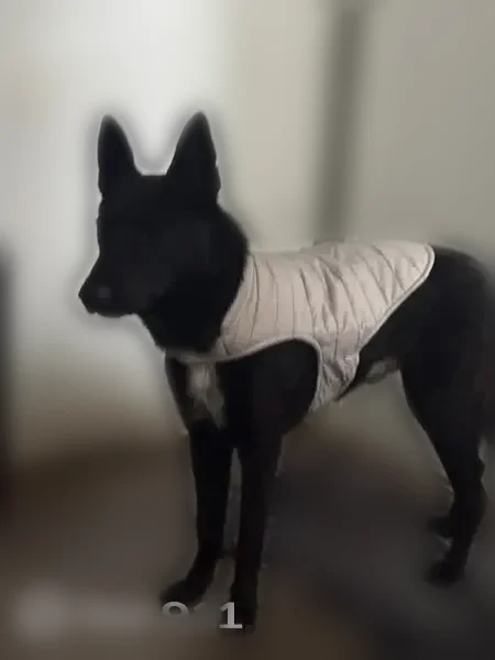 Lost dog, Capistrano Drive, Modesto - male Belgian Malinois with a white chest - photo
