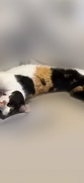 Lost cat, female, Creekwood Drive, Baton Rouge - calico with light green eyes - photo