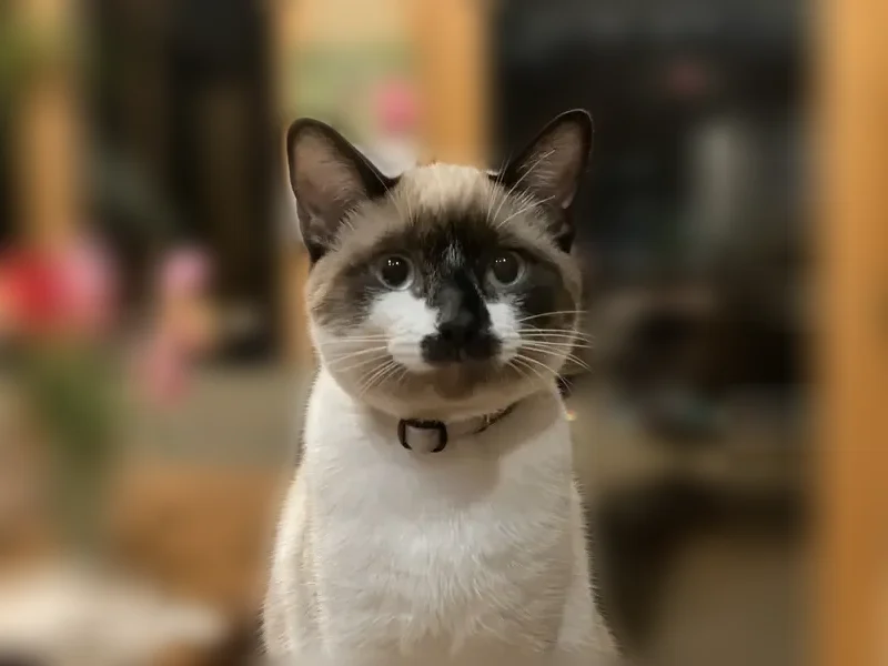 Lost cat, Van Camp Drive, 18561, Omaha - female snowshoe with a black nose - photo