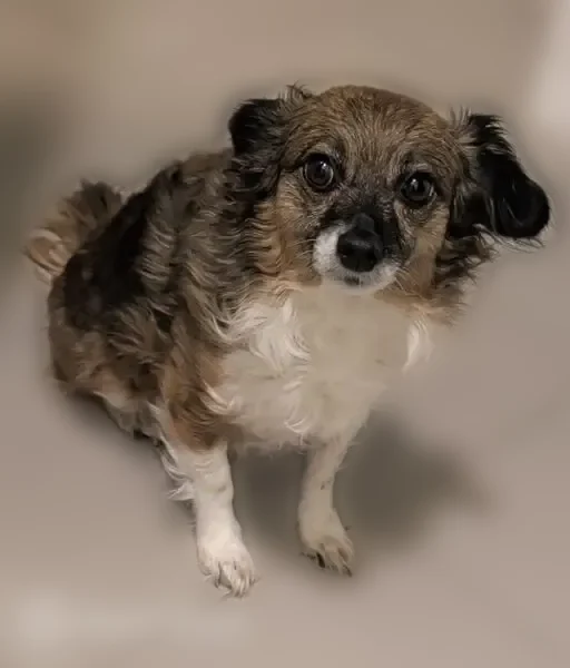 Lost dog, Seven Trees Boulevard, 3967, San Jose - female, shy and scared - photo
