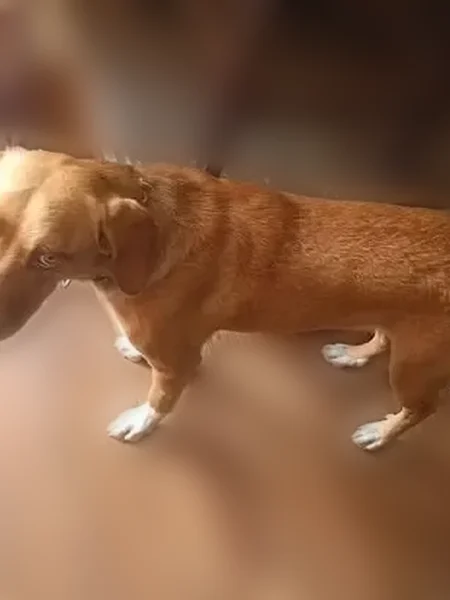 Lost dog, West Martin Street, Jacksonville - caramel color, white feet - photo