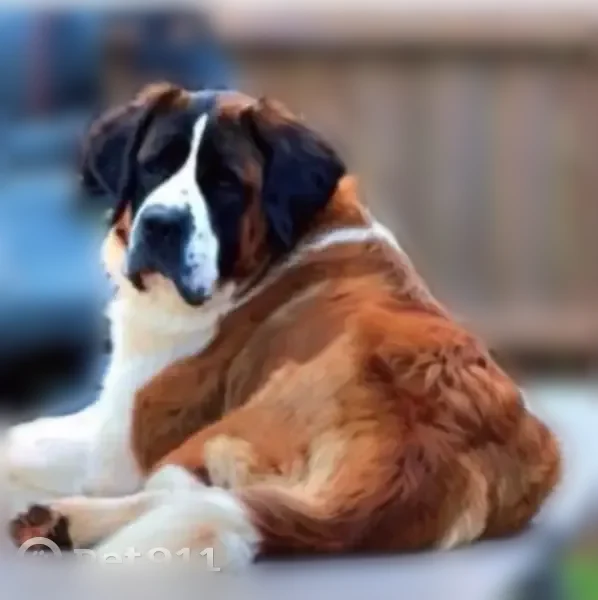 Lost dog, female, Creekwood Drive, 224, Ury, Durant - St. Bernard, possibly in heat - photo