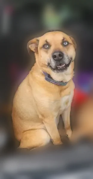 Lost dog, Luzerne Avenue, 5, Elysburg, Pittsburgh - female, different colored eyes - photo