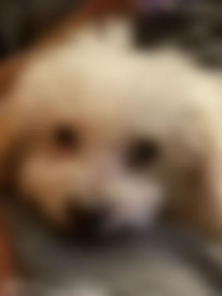 Lost dog, male, Barclay Court, 6107, Canal Winchester - one blue eye and one brown eye - photo