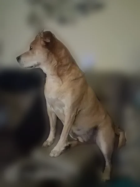 Lost dog, Epilogue Lane, Orlando - light brown male - photo