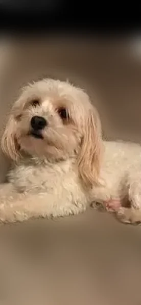 Lost dog, Garfield Heights, Ohio - male - photo