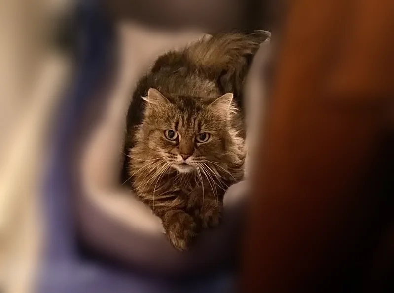 Lost cat, Jefferson Street, North Andover, Lawrence - female Maine Coon, green eyes - photo