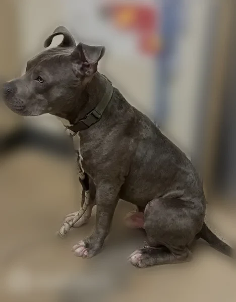 Lost dog, Northwest 23rd Street, 5600 1/2, Oklahoma City - male - photo