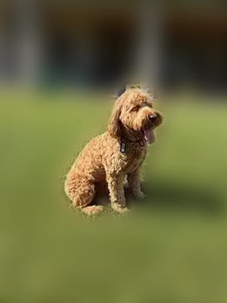 Lost dog, Pony Place Southeast, 6629, Arlington - scared and recently moved from Texas - photo