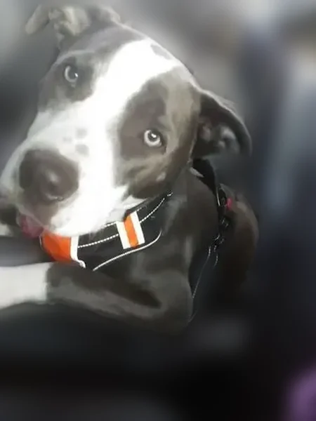 Lost dog, Maple Branch Road, 652, Sparta, Crossville - male - photo