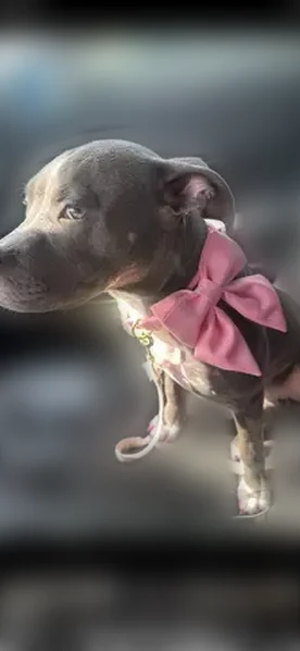 Lost dog, Douglas Drive North, 10251, Brooklyn Park - female, pink collar - photo