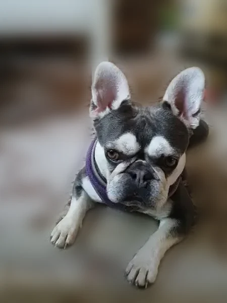 Lost dog, Fulton Grove Road, 3808, Cincinnati - female - photo