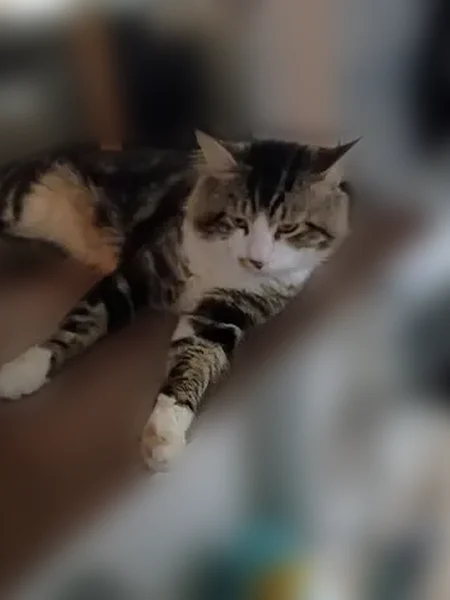 Lost cat, Goldfinch Drive, 1207, Plant City - male, friendly with women - photo